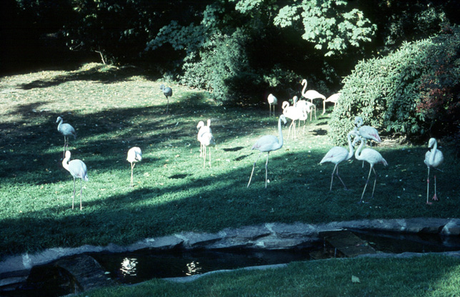 M25-Flamingo Gehege - 1959